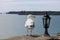 Sea gull looking at lantern on coastal wall