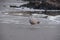 Sea gull on the Maine coast beach