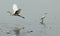 Sea gull in Mangrove forests in Shenzhen