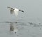 Sea gull in Mangrove forests in Shenzhen