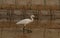 Sea gull in Mangrove forests in Shenzhen