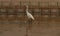 Sea gull in Mangrove forests in Shenzhen