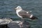 Sea Gull Near the Ocean
