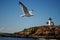 Sea Gull and New England Light House