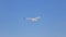 Sea gull open wing fly, clear blue sky background. Herring gull white color, under view