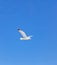 Sea gull open wing fly, clear blue sky background. Herring gull white color, under view