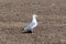 Sea gull on a pebble beach