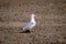 Sea gull on a pebble beach