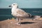 Sea gull at pier