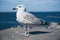 Sea gull at pier