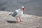 Sea Gull on a Pier, Ireland