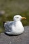 Sea Gull on a Pier, Ireland