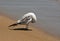Sea Gull Preening at the Edge of the Sea