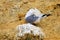 A sea gull preening its feathers