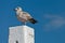 Sea gull resting on a white wooden pole