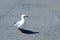 A sea gull on the road