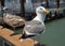 Sea Gull at the San Francisco Bay, California