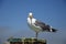 Sea Gull at the San Francisco Bay, California