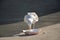 Sea Gull at the San Francisco Bay, California