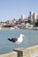 Sea gull on San Fransisco pier