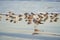 Sea Gull on Seashore in front of Sanderlings