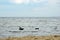 Sea gull on the short wooden pillar in the sea