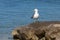 A sea gull sits on rocks near the shore