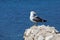 A sea gull sits on rocks near the shore