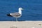 A sea gull sits on rocks near the shore