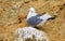 A sea gull sitting on a cliff