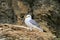 A sea gull sitting on a cliff