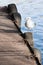 Sea gull sitting on pier