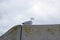 A sea gull sitting on a wall