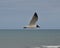 Sea Gull soaring over Atlantic Ocean