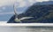 Sea gull soars in Alaska