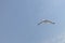 Sea gull soars in the sky.