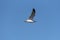 Sea gull spreading wings