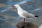 Sea Gull Squawking on Rock