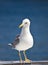 Sea gull standing on boat front view