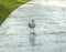 Sea gull standing, full face