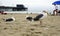 Sea gull standing on his feet on the beach