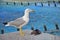 Sea gull standing over dead bird near fontain