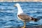 sea gull standing on the pier beach, seagull white bird Bosphorus, Istanbul, Turkey