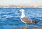 sea gull standing on the pier beach, seagull white bird Bosphorus, Istanbul, Turkey