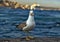 sea gull standing on the pier beach, seagull white bird Bosphorus, Istanbul, Turkey