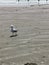 Sea gull standing on shore surf in back ground