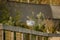 Sea Gull staring sitting on a wooden roof