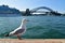 A sea gull staying in the seaside of Sydney harbour, Sydney, New South Wales, Australia. The Sydney harbour bridge as background.