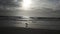 Sea gull after the storm on beach