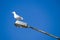 Sea gull on a street lamp